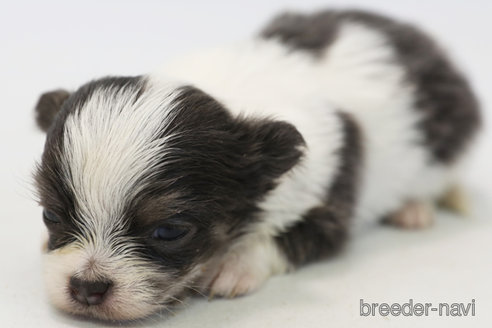 成約済の神奈川県のチワワ(ロングコート)-368094の2枚目